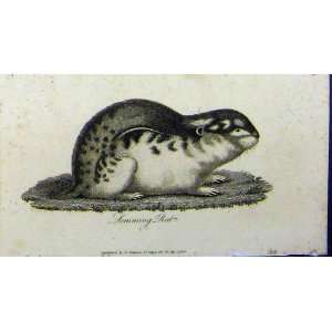  Lemming Rat 1802 Natural History Print Johnson Rodent 