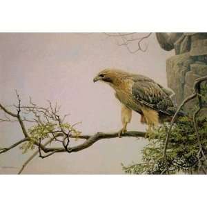  Robert Bateman   Redtailed Hawk by the Cliff