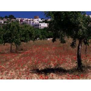 com Poppies and Trees in Springtime, Village of Sant Augusti De Vedra 