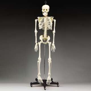 Human Skeleton, 3/4 life size, Educactional/Halloween  