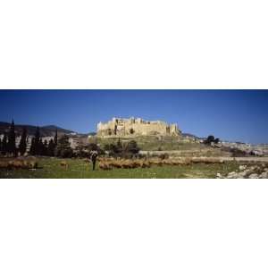  Flock of Sheep Grazing on a Pasture, Misyaf Castle, Misyaf 