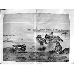  Damaged Print 1901 Teal Birds Mud Flats Archibald Thorburn 