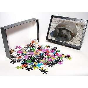   Puzzle of Gopher Tortoise from Ardea Wildlife Pets Toys & Games