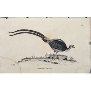   Engraved Copper Bird Art Gigantic Argus Antique Print