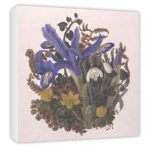  Iris Histriodes, Aconite and Snowdrop (w/c   Canvas 