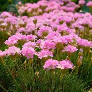  Armeria juniperfolia   Thrift Patio, Lawn & Garden