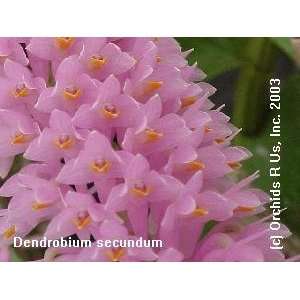 Dendrobium secundum 156 Grocery & Gourmet Food