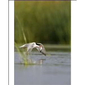 Common Tern   In flight, with a sandeel held in its bill Photographic 