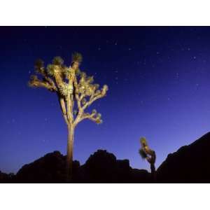 Joshua Trees and Stars in a California Night Sky, Joshua Tree National 