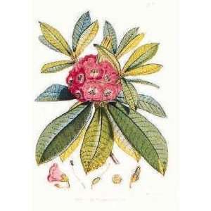  Rhododendron Barbatum Poster Print