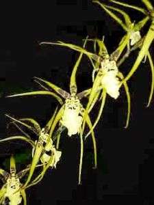 BLMG SZ ONC GILDED URCHIN ONTARIO ONCIDIUM Orchid Plant  