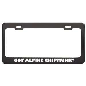 Got Alpine Chipmunk? Animals Pets Black Metal License Plate Frame 