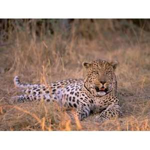  Leopard, Okavango Delta, Botswana Premium Photographic 