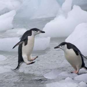  Chinstrap Penguins on ice, South Orkney Islands 
