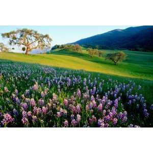    Carmel Valley in Spring by Douglas Steakley, 72x48