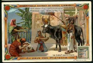 EGYPT   Worship Sacred Cow Of Apis 1903 Card  