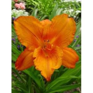  DAYLILY MY REGGAE TIGER / 1 gallon Potted Patio, Lawn 