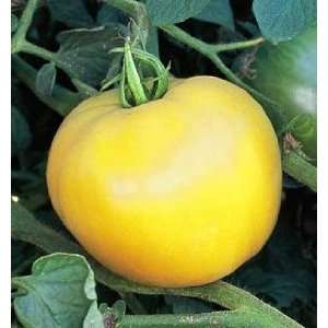  Manyel Tomato   20 Seeds   Yellow Heirloom Patio, Lawn 