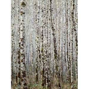 Red Alder forest, Siuslaw National Forest, Oregon, USA Photographic 