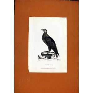  Fine Art Birds Golden Eagle Old Print Antique C1831