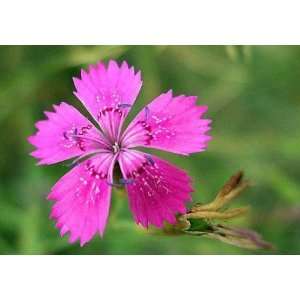   Seeds   Dianthus deltoides   500 Seeds + *FREE SEEDS* Patio, Lawn