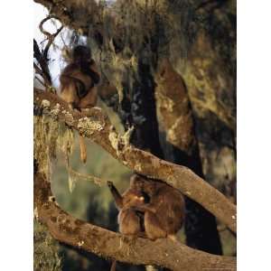  Three Gelada Baboons on the Moss Draped Branches of a Tree 