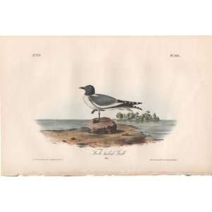  Fork tailed Gull   Original Audubon 1st Edition Octavo 