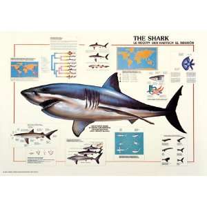 Safaris Laminated The Shark Poster