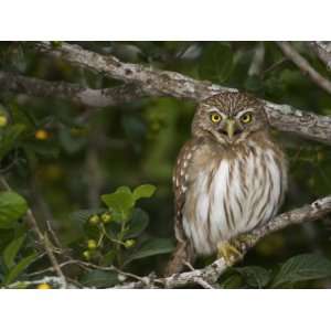  Ferruginous Pygmy Owl, Glaucidium Brasilianum, Texas, USA 