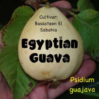 LIVE EGYPTIAN GUAVA Fruit Tree Seedling cv Bassateen  