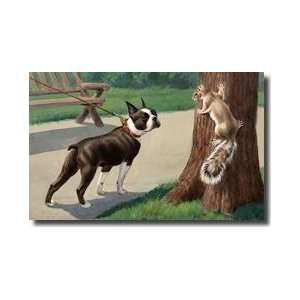 A Boston Terrier Eyes A Nervous Squirrel Giclee Print 