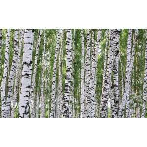  C865 Birches