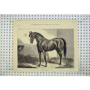   1874 Beautiful Horse Animal West Australian Stable Hay