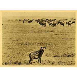  1935 Print Laughing Hyena Wildebeest Plain Africa Wildlife 