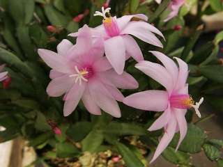 Pink Easter Cactus   Rhipsalidopsis   4 Pot   Rare  