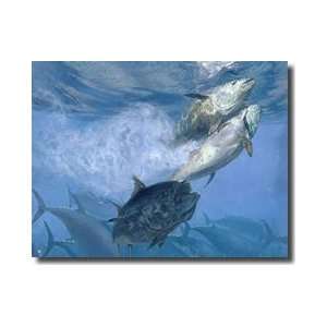  Tlantic Bluefin Tuna As They Spawn In Warm Water Giclee 