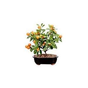 LOUS BONSAI NURSERY Clamondin Mandarin Orange Bonsai Tree