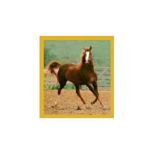 New Magnetic Bookmark Showing Off / Horse High Quality Modern Design 