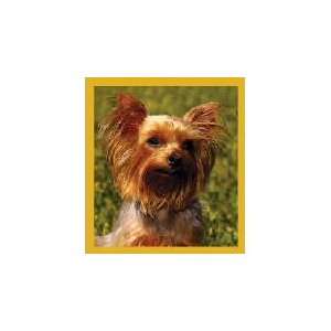  New Magnetic Bookmark Yorkshire Terrier High Quality 