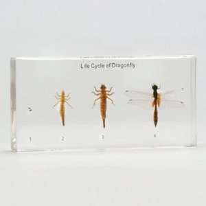  Dragonfly Life Cycle Plastomount Industrial & Scientific