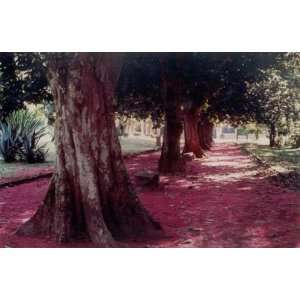  Jambo Trees, Botanical Park