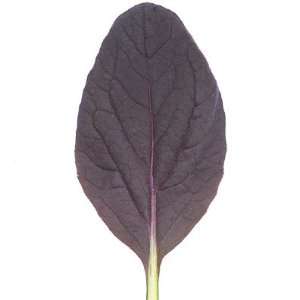   Komatsuna (Brassica rapa) 200 Seeds per Packet Patio, Lawn & Garden
