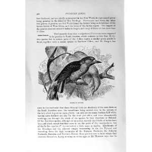  NATURAL HISTORY 1894 95 BRAZILIAN PICULET BIRD PICARIAN 