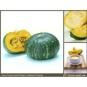  Nature Seeds Tropical Green Pumpkin / Calabaza F1 Hybrid 