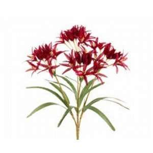  Allstate FBN487 RE 24 in. Red Nerine Lily Bush X4  Case of 