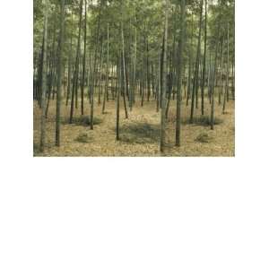   Wallcovering Destinations Murals Bamboo Grove DS8061
