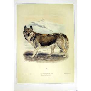    C1990 Mammals Esquimaux Dog Canis Familiaris Husky