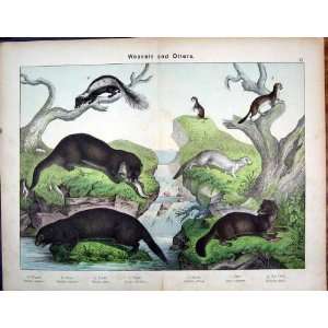  Weasel Otter Stoat Sable Shunk Schubert 1889