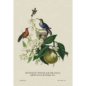  Humming Birds at the Brasils   12x18 Framed Print in Gold 