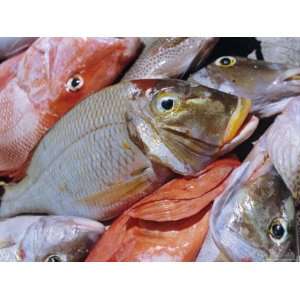 Close Up of Fish Catch, Northeast Coast, Island of Praslin, Seychelles 